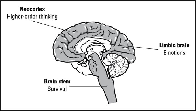 Triune Brain - Brainstem, Limbic System, Neocortex